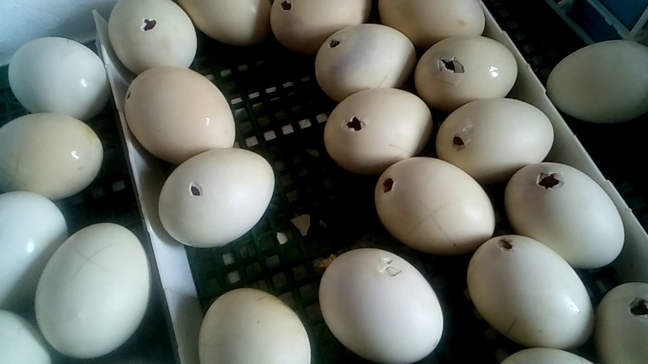 Купить инкубационное яйцо от производителя. Инкубационное яйцо индоутки. Инкубация пекинской утки. Инкубация яиц пекинской утки. Инкубационные яйца пекинской утки.