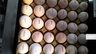 Do you know that the TIJ printer can print eggs