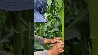 Desarrollo de las primeras mazorcas #sociedaddecrecimiento #agricultura #campoagropecuariomultimedia