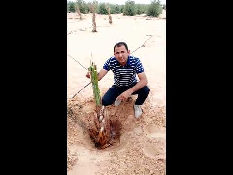 أفضل طريقة لزراعة فسائل النخيل الصعيدي