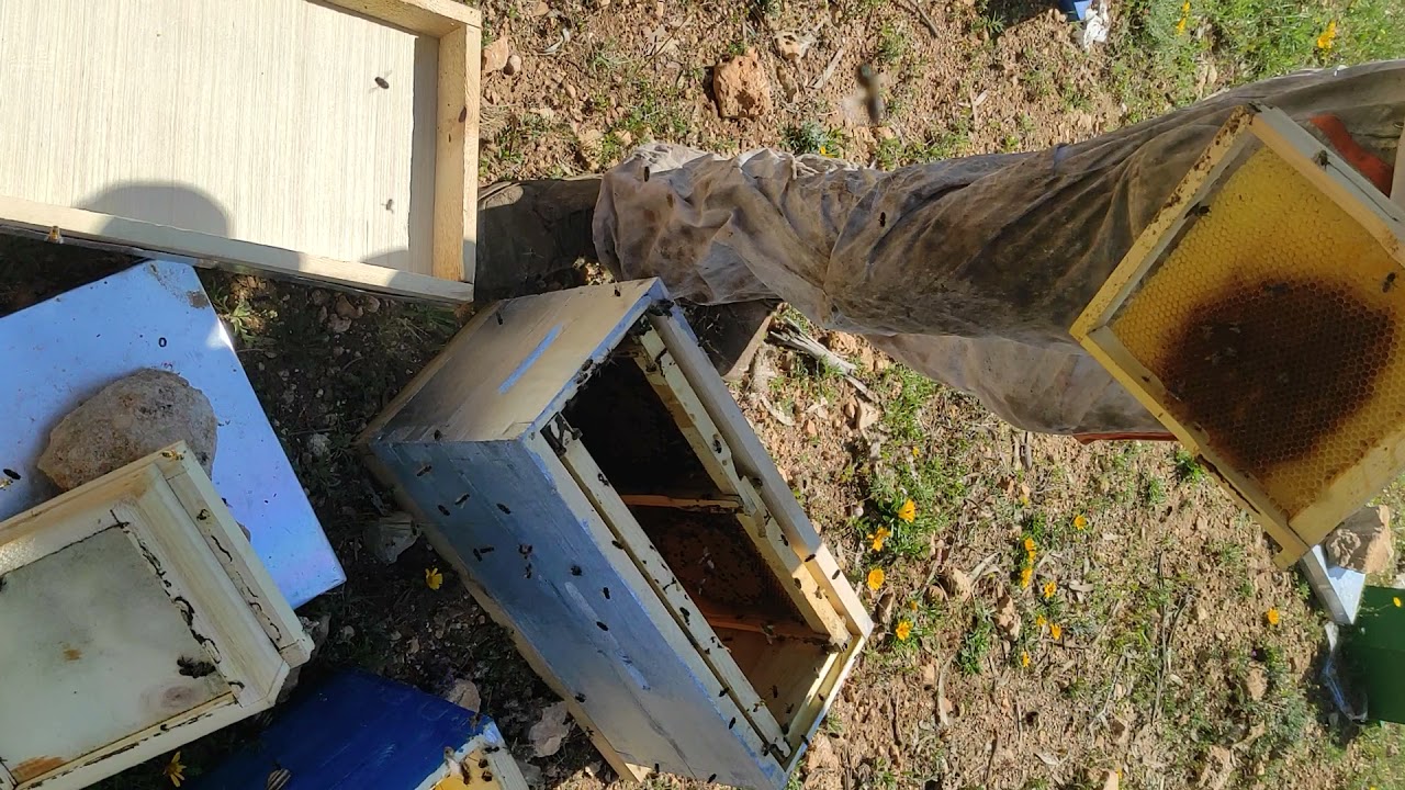 تحويل طرد من نوات التلقيح إلى صندوق التربية