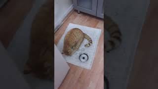 Kedi Doğuracak Mı?Ne Yapacak? Ne Yapabilirim.adana Kebabımı Yedi Odadan Çıkmıyor, Dışarısı Buz Gibi