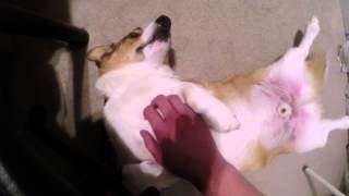 Broading corgi complete goofball OMG (part 3)