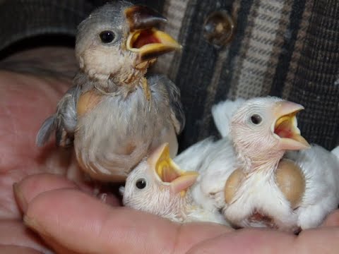 かわいい文鳥のヒナ、元気も良いです。