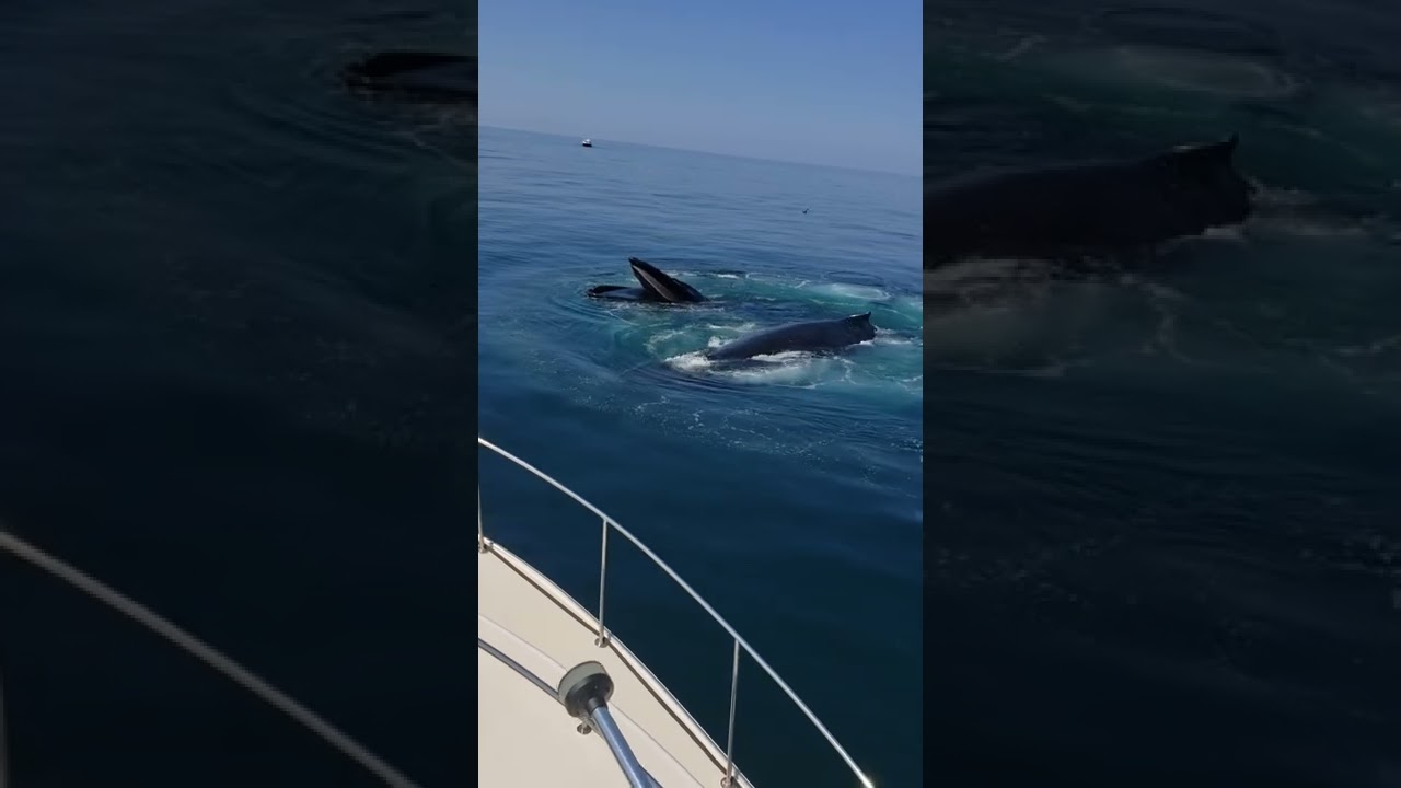 Cape Cod humpback whale bubble feed