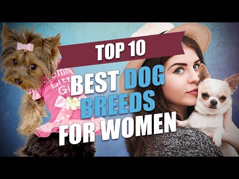 Top 10 Best Dog Breeds for Women