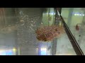 Video: Chilomycterus Schoepfii