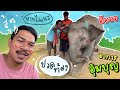 อุ้มบุญหมอมาเเล้ว❗️น่าสงสารเด็กป่วย😂elephant