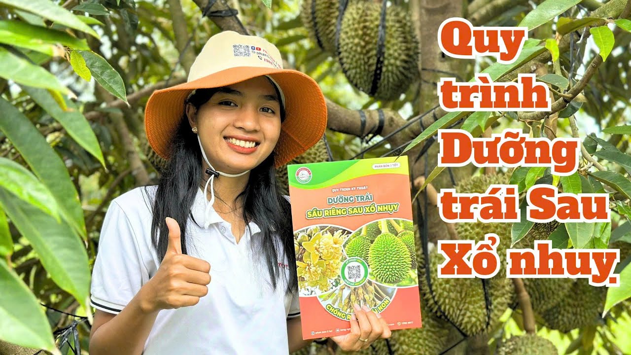 Quy Trình Dưỡng Trái Sau Xổ Nhuỵ Chống Rụng Trái Non Thực Chiến