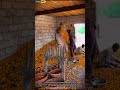 Farmers Threshing Fruits | Traditional Post-Harvest Processing #harvest #localfarm