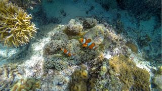 Palawan, Philippines Snorkeling (HD)