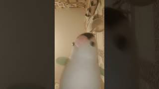 Бесконечное Видео?