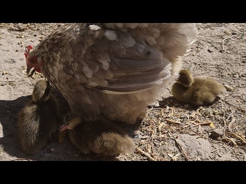 Video: Hindileri kuş besleyicilerinden nasıl uzak tutarsınız?