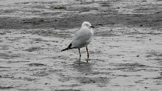 Silver Gulls at the Port of Brisbane Boat Ramp