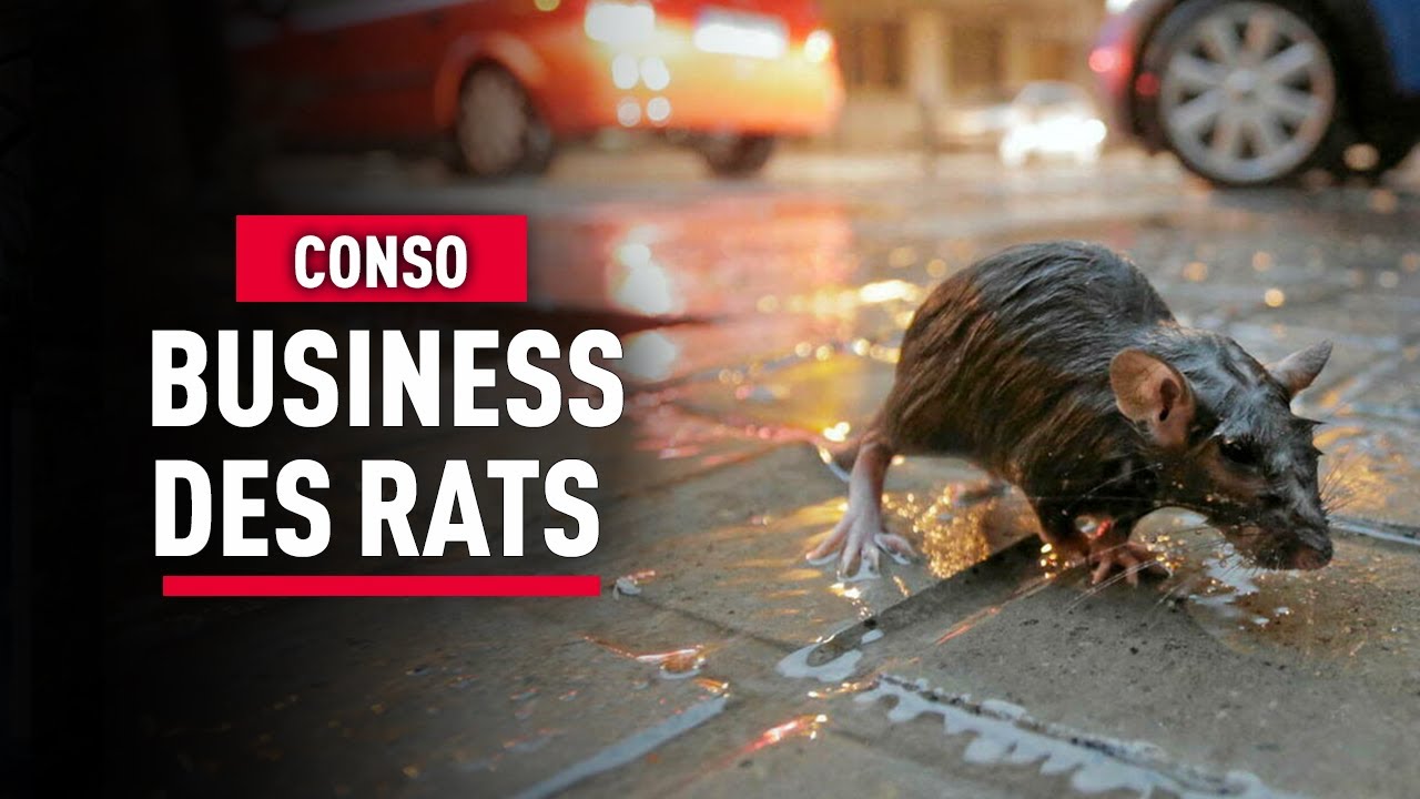 Rats en ville : un fléau devenu business – Reportage consommation - KM