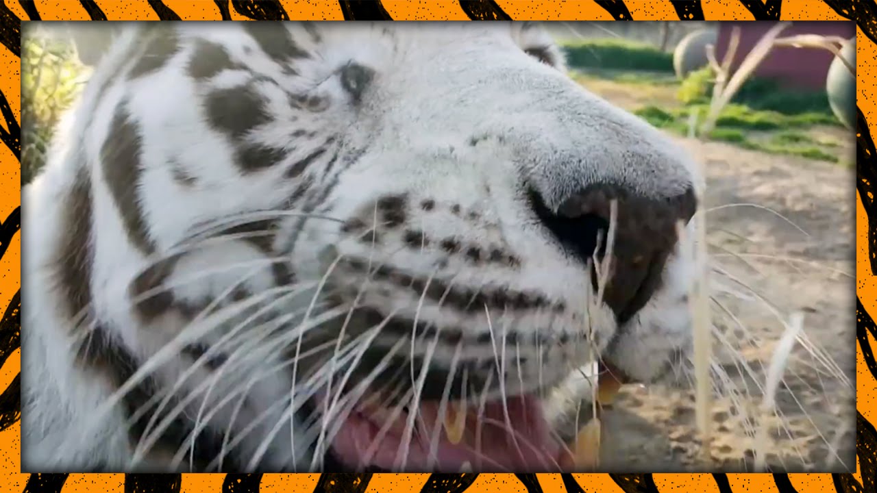 leopard print "First Rule of Comment Club..." | WATC 168