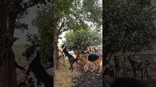 "She Almost Had It… Then He Showed Up 😂🐐🐕" Net Worth