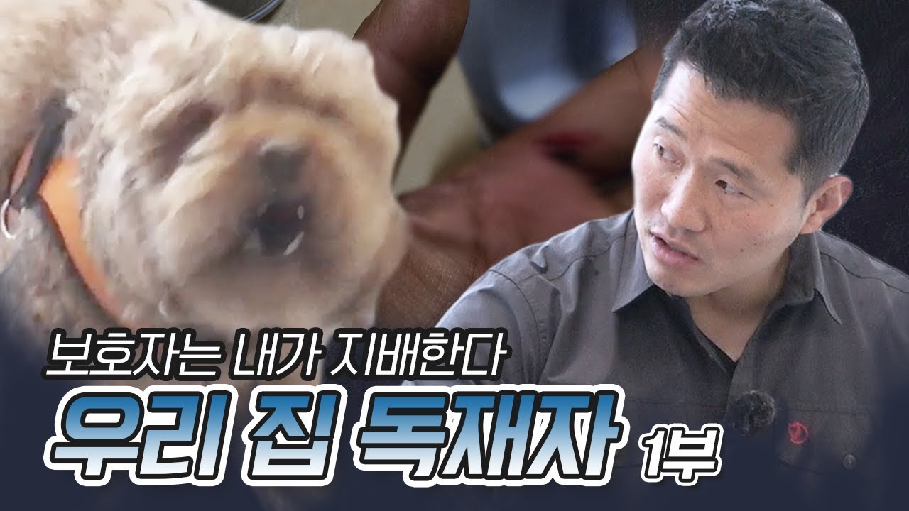 보호자는 내가 지배한다! 우리 집 독재자 푸들 콩이 1부 (1/2)｜내 강아지의 공격성 The aggression of my dog