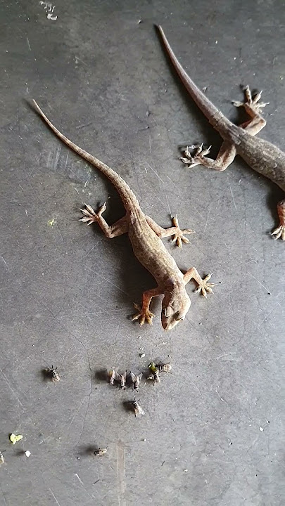 Lizard Hunting Fly(টিকটিকি র মাছি শিকার)