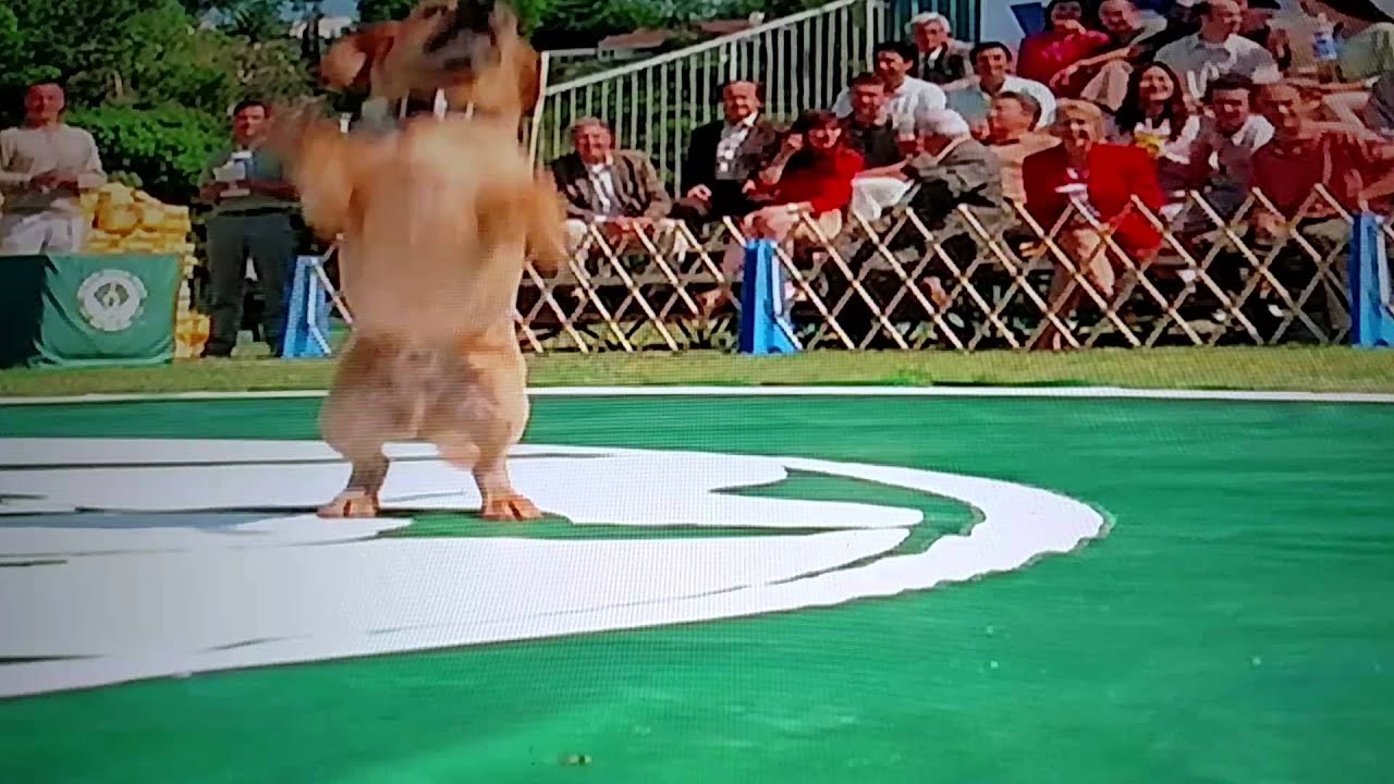 Garfield vs the dogs YouTube