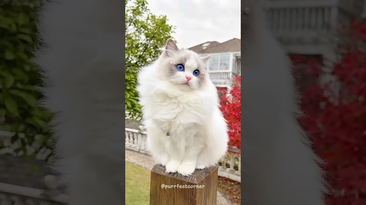 Элегантная белая кошка с голубыми глазами 👑 выглядит как настоящая принцесса | Великолепная кошач...