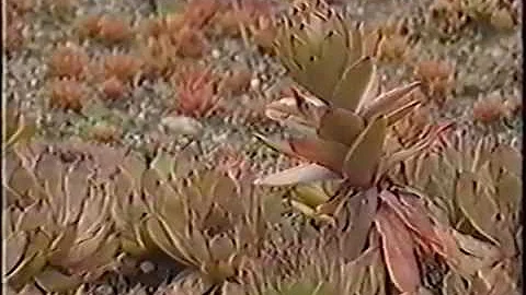 Ed Skrocki, The Gardner's Diary, 25m, June 1998