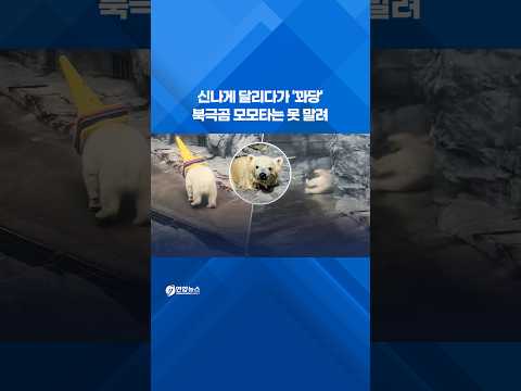 신나게 달리다가 '꽈당'…<strong>북극곰</strong> 모모타는 못 말려 #shorts