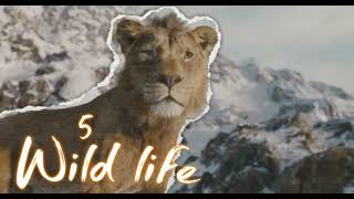 WILD LIFE| MULTIFANDOM MEP OPEN [3/8]