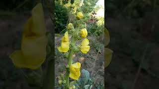 Mullein, orange mullein, woolly mullein, clasping-leaf mullein (Verbáscum phlomoídes)-2