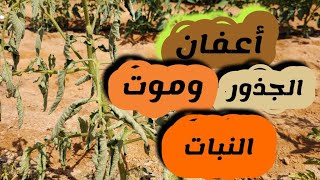 الحل النهائي للقضاء على  أعفان الجذور