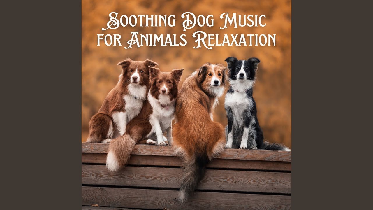 Soothing Sounds For Dogs YouTube Soothing Sounds For Dogs YouTube