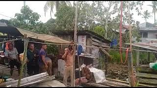 Maya Sis Enggau Urang Bedara Ke Senapang,Asuh Urang Nimbak.... #sgmupong