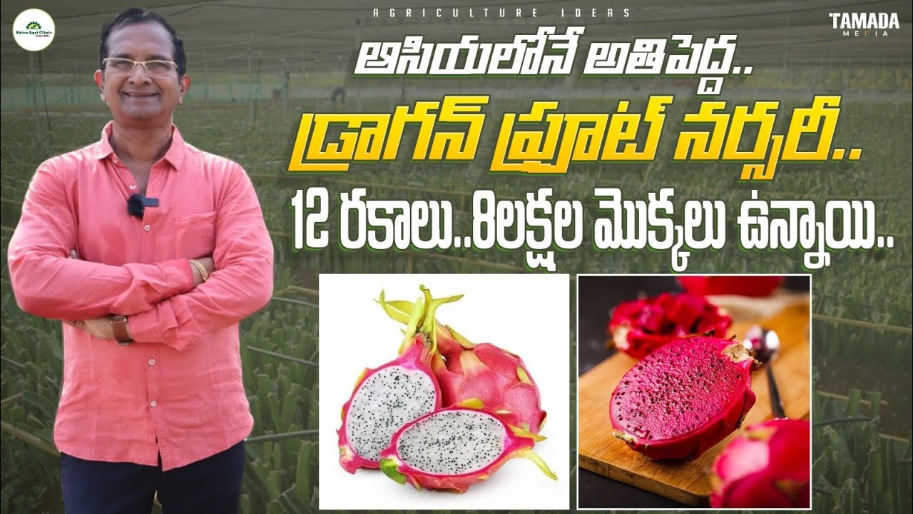 ఆసియ లోనే అతిపెద్ద డ్రాగన్ ఫ్రూట్ నర్సరీ | Asian Biggest Dragon Fruit Nursery | Shiva Agri Clinic