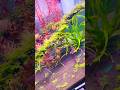 Beautiful Planted Aquarium