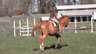 Indy Flatwork 11 / 2015 - SOLD