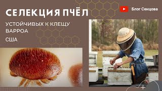 видео: Селекция устойчивых к клещу Варроа пчел в Батон-Руже и на Гавайях/VSH-пчелы (США) картинка: Селекция устойчивых к клещу Варроа пчел в Батон-Руже и на Гавайях/VSH-пчелы (США)