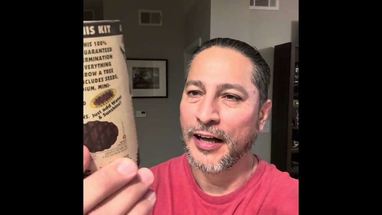 Growing a California sequoia tree in Texas, for Texas.