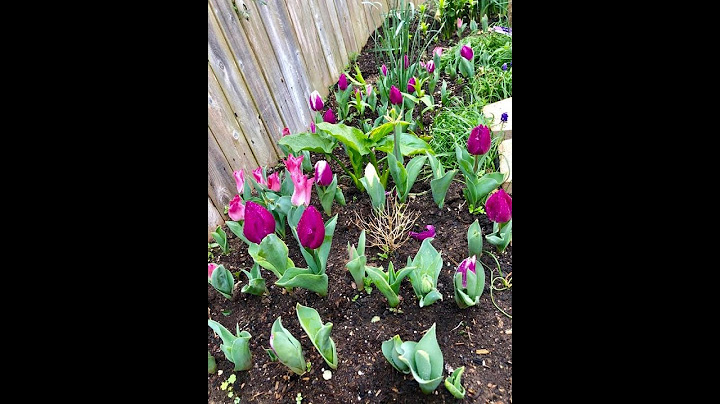 Mua củ hoa tulip ở đâu hà nội