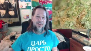 Strain Review - Swc - Sweet Cheese