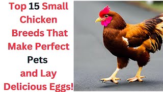 15 Cutest Chicken Breeds for Pet Lovers and Egg Enthusiasts!" 2024 Must Haves.