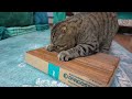 How to make a cardboard toy for cats