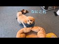 急遽カラーを着けることになった子犬。涙やけ改善のため、手作りおやつに挑戦しました【トイプードル】