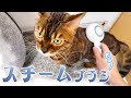 スチームブラシを導入してみた