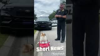 MY OTHER CAR IS A PAW-CH: Tiny Driving Dog Collared by Traffic Cops
