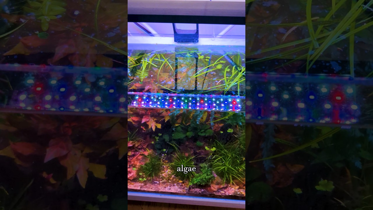 🌱 Green Hair Algae 1 Month Update 🌿