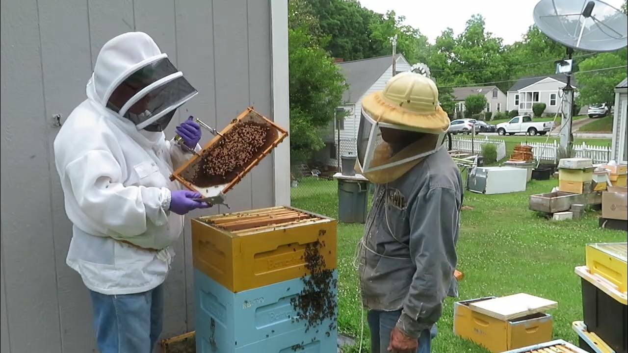Beekeepers Double Deep Lazutin Frames and Honey Harvest YouTube