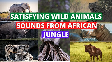 Different Wild Animals sounds from the African Jungle || satisfying sounds|| danimalia facts