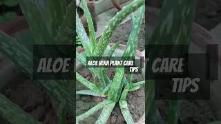 Aloe vera plant care?????shorts