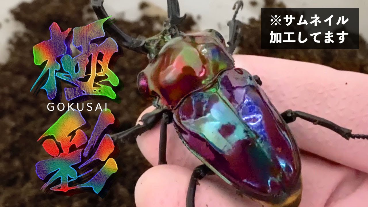 青色ニジイロクワガタ 総集編2024 / 彩虹鍬形蟲 ( Phalacrognathus