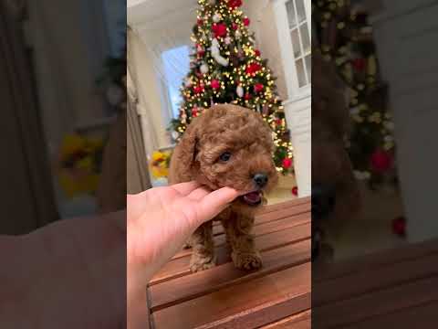 Cute Very Funny Dogs Baby